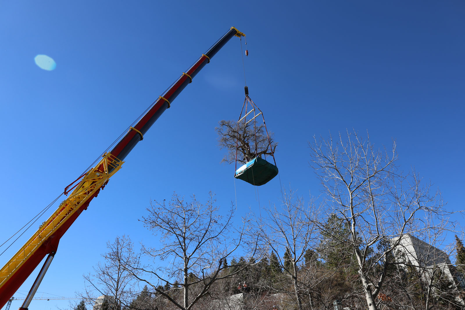 Back to Their Roots: Returning Temple Square's Historic Trees